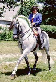 Andalusian Horses